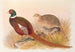 Pheasant Kyrgyz Mongolian - Henry Jones — artwork view