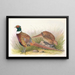 Mandarin Collared Pheasant - Henry Jones — framed artwork on a wall