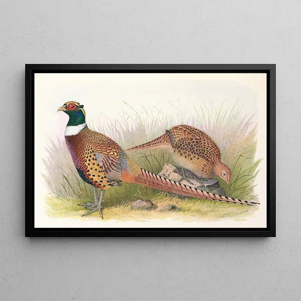 Henry Jones - Manchurian RingNecked Pheasant.webp
