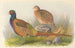 Fazant van Tarim - Henry Jones — weergave van het kunstwerk