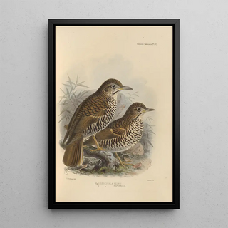 Henry Seebohm - Geocichla Heinii Geocichla Papuensis.webp