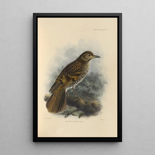 Henry Seebohm - Geocichla Horsfieldi.webp