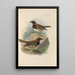 Geocichla Leucolaema - Henry Seebohm — ingelijst kunstwerk aan de muur