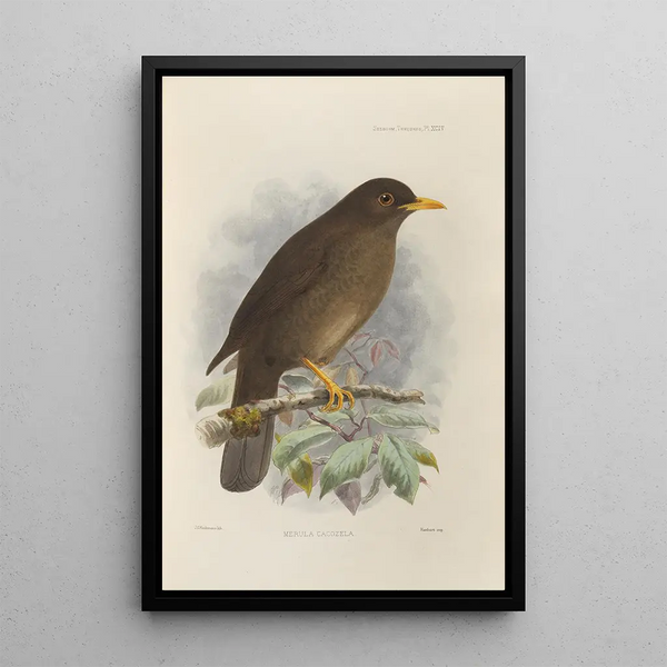Henry Seebohm - Merula Cacozela.webp