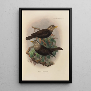 Henry Seebohm - Merula Canescens.webp