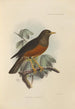 Merula Celebensis - Henry Seebohm — weergave van het kunstwerk