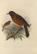 Merula Chrysolaus - Henry Seebohm — weergave van het kunstwerk