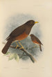 Merula Fumida - Henry Seebohm — weergave van het kunstwerk