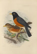 Merula Protomomelaena - Henry Seebohm — weergave van het kunstwerk