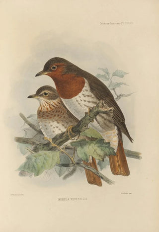 Henry Seebohm - Merula Ruficollis.webp