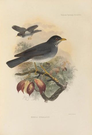 Henry Seebohm - Merula Subalaris.webp