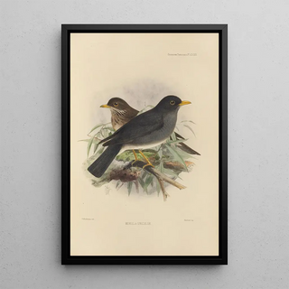 Henry Seebohm - Merula Unicolor.webp