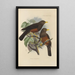Merula Whiteheadi - Henry Seebohm — framed artwork on a wall