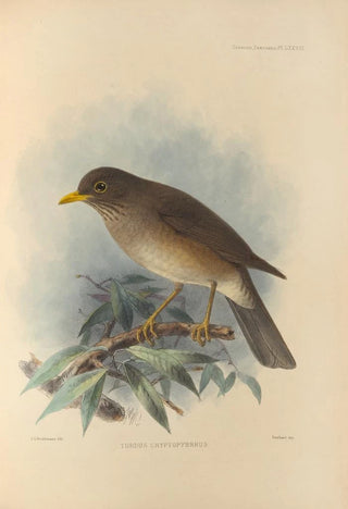 Henry Seebohm - Turdus Cryptopyrrhus.webp