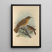 Turdus Fumigatus Turdus Hauxwelli - Henry Seebohm — ingelijst kunstwerk aan de muur