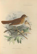 Turdus Fuscescens - Henry Seebohm — weergave van het kunstwerk