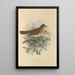 Turdus Fuscescens - Henry Seebohm — ingelijst kunstwerk aan de muur