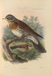 Turdus Pilaris - Henry Seebohm — weergave van het kunstwerk