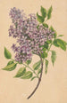 Une branche de lilas - Henryka Beyer — weergave van het kunstwerk