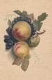 Pêches et raisins - Henryka Beyer — weergave van het kunstwerk