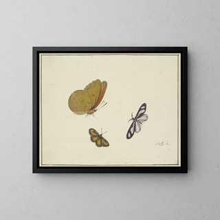 Herman Henstenburgh - Ein gelber ein schwarzgelber und ein schwarzweier Schmetterling.webp