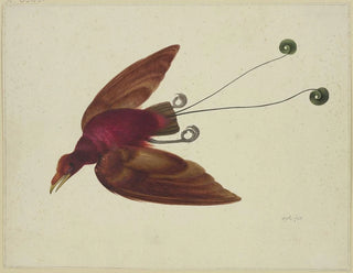 Herman Henstenburgh - Flying bird of paradise.webp