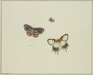 Herman Henstenburgh - Three butterflies.webp