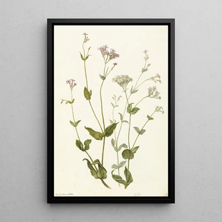 Herman Saftleven - Bladder Senna and Sticky Catchfly.webp