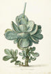 Plante grasse Cotyledon orbiculata - Herman Saftleven | Reproduction — weergave van het kunstwerk