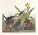 Groen Heron - John James Audubon — weergave van het kunstwerk
