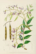 Bolusanthus speciosus - Illtyd Buller Pole-Evans — weergave van het kunstwerk