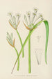 Cyrtanthus mckenii - Illtyd Buller Pole-Evans — artwork view