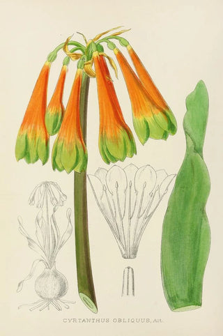 Illtyd Buller PoleEvans - Cyrtanthus Obliquus.webp