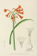 Cyrtanthus rotundilobus - Illtyd Buller Pole-Evans — weergave van het kunstwerk