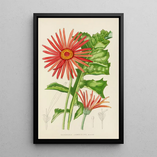 Illtyd Buller PoleEvans - Gerbera Jamesoni.webp