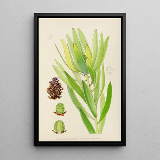 Illtyd Buller PoleEvans - Leucadendron Stokoei Female.webp