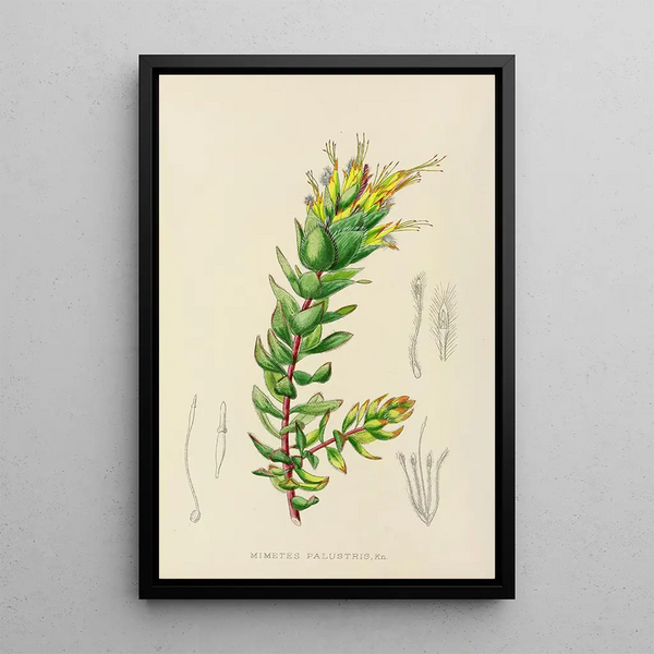 Illtyd Buller PoleEvans - Mimetes Palustris.webp