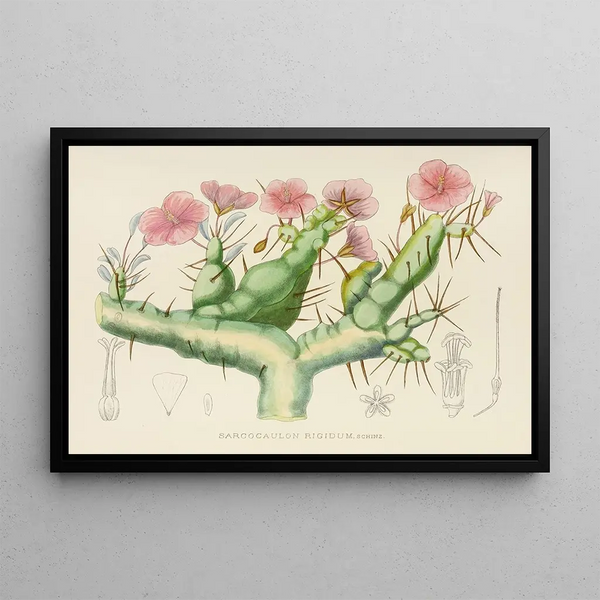 Sarcocaulon rigidum - Illtyd Buller Pole-Evans — ingelijst kunstwerk aan de muur