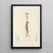 Senecio Stapeliaeformis - Illtyd Buller Pole-Evans — ingelijst kunstwerk aan de muur