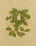 Arbousier rampant Mayflower - Isaac Sprague — artwork view