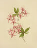 Violet Azalea Painting - Isaac Sprague — artwork view
