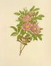 Rose des marais - Isaac Sprague — artwork view