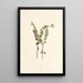 Aeae - Isabella McHutcheson Sinclair — framed artwork on a wall