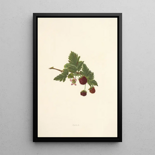 Isabella McHutcheson Sinclair - Akala.webp