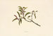 Iliahi - Isabella McHutcheson Sinclair — artwork view