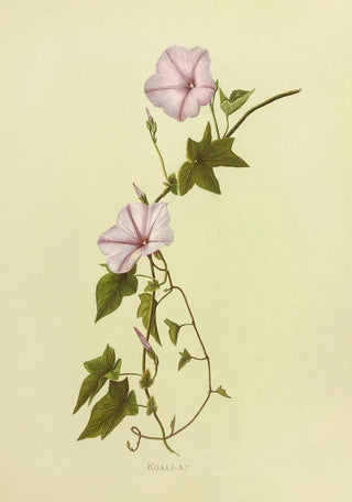 Isabella McHutcheson Sinclair - KoaliAi.webp