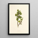 Naupaka - Isabella McHutcheson Sinclair — framed artwork on a wall