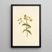 Nehe - Isabella McHutcheson Sinclair — framed artwork on a wall