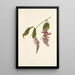 Nukuiwi Painting - Isabella McHutcheson Sinclair — framed artwork on a wall