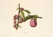 Ohia Ai - Isabella McHutcheson Sinclair — artwork view